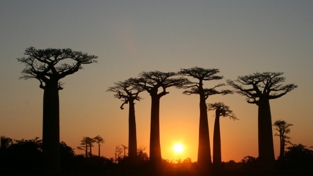 baobab 3