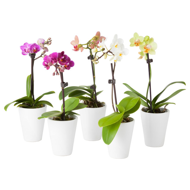 orchidea 2 ikea com