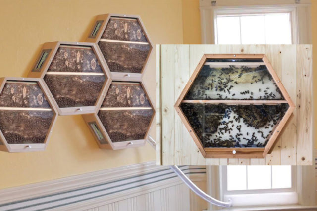 beeobserve7-1068x712