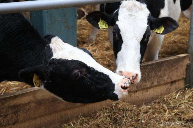 horúčavy ovplyvnili nielen rastlinnú, ale aj živočíšnu výrobu 2