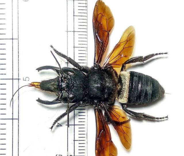 Megachile pluto