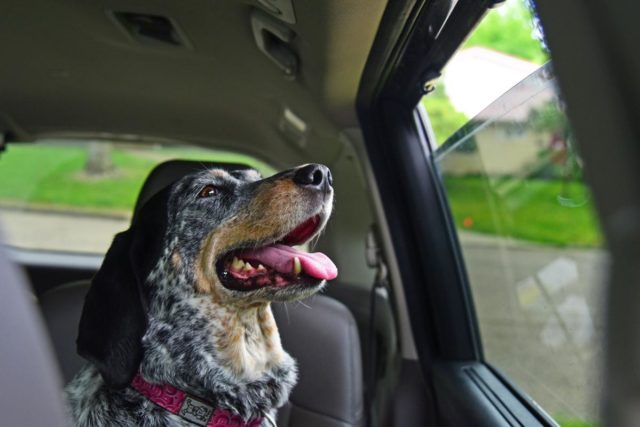 sloboda zvierat_ak zvieraťu v aute hrozí smrť , môžete rozbiť okno 3