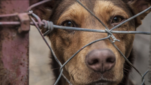 5641683_102319-kabc-shutterstock-sad-dog