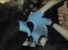 Škandál pre vraždu študenta: policajti uverili vrahovi a zatkli pobodanú obeť